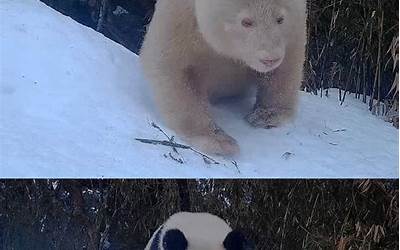 全球唯一白色野生大熊猫确认雄性 网友：白色熊猫不仅时尚还社牛